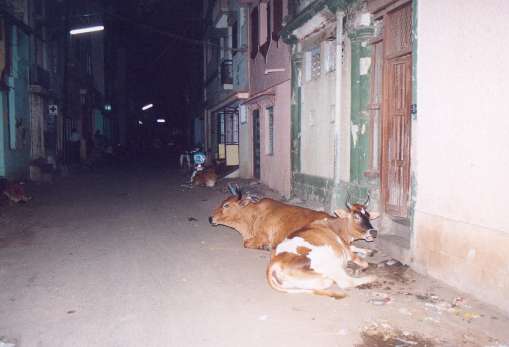 Les vaches sacres gardent la maison de leur matre.