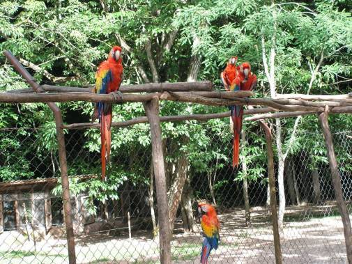 Perroquets dans le site de Copan.