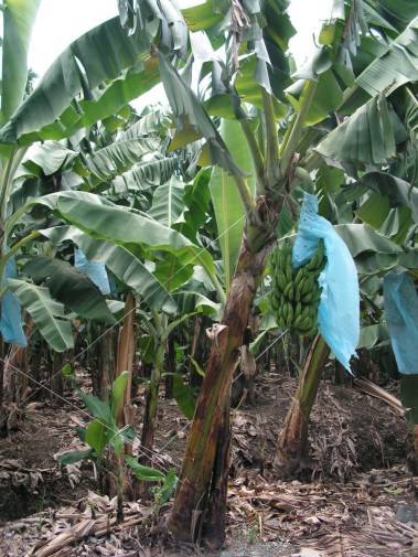 Visite d'une plantation de bananes.